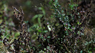 Locusts Are Ravaging the Horn of Africa—the Coronavirus Is Making Things Worse